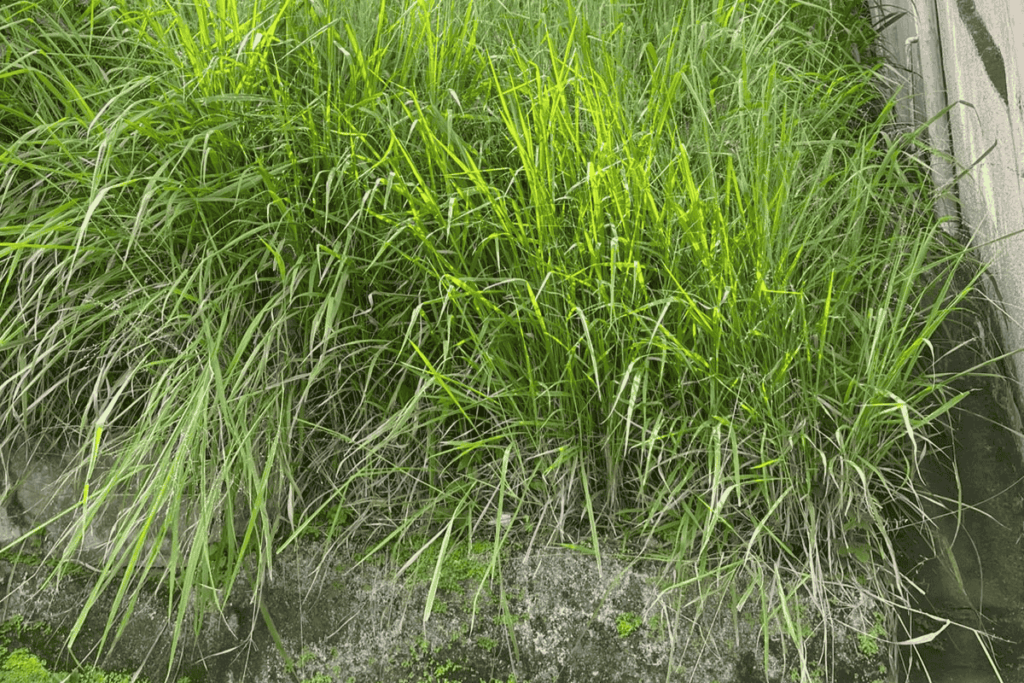 terreno baldio