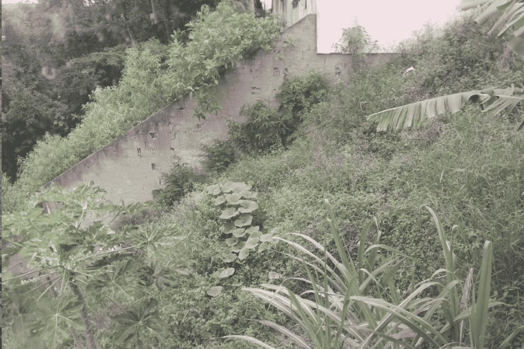 Terreno com mato alto preocupa moradores no Bairro São Geraldo 1 TERRENO MATO ALTO
