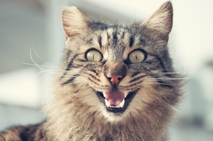 Gato miando muito: o que pode ser? 2 ESPECIAL PET 0 PIXABAY