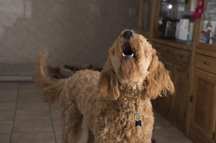 Cachorro latindo muito: o que pode ser? 1 ESPECIAL PET 1 PIXABAY 1