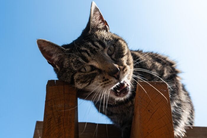 Gato miando muito: o que pode ser? 3 ESPECIAL PET 1 PIXABAY