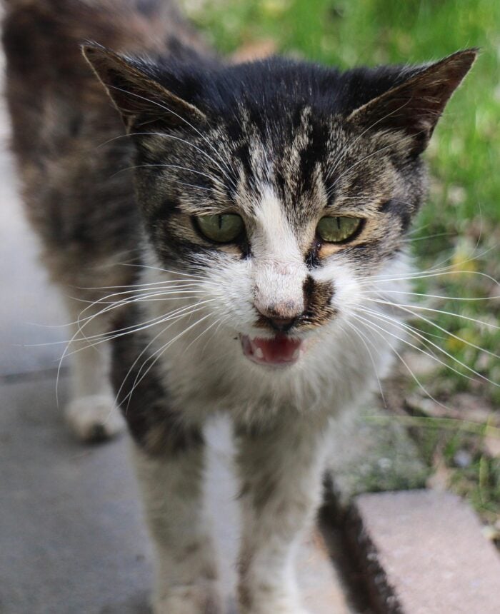 Gato miando muito: o que pode ser? 4 ESPECIAL PET 2 PIXABAY