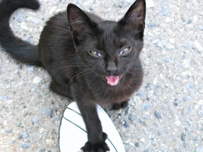 Gato miando muito: o que pode ser? 5 ESPECIAL PET 3 PIXABAY