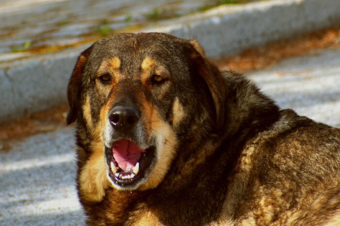 Cachorro latindo muito: o que pode ser? 3 ESPECIAL PET 4 PIXABAY