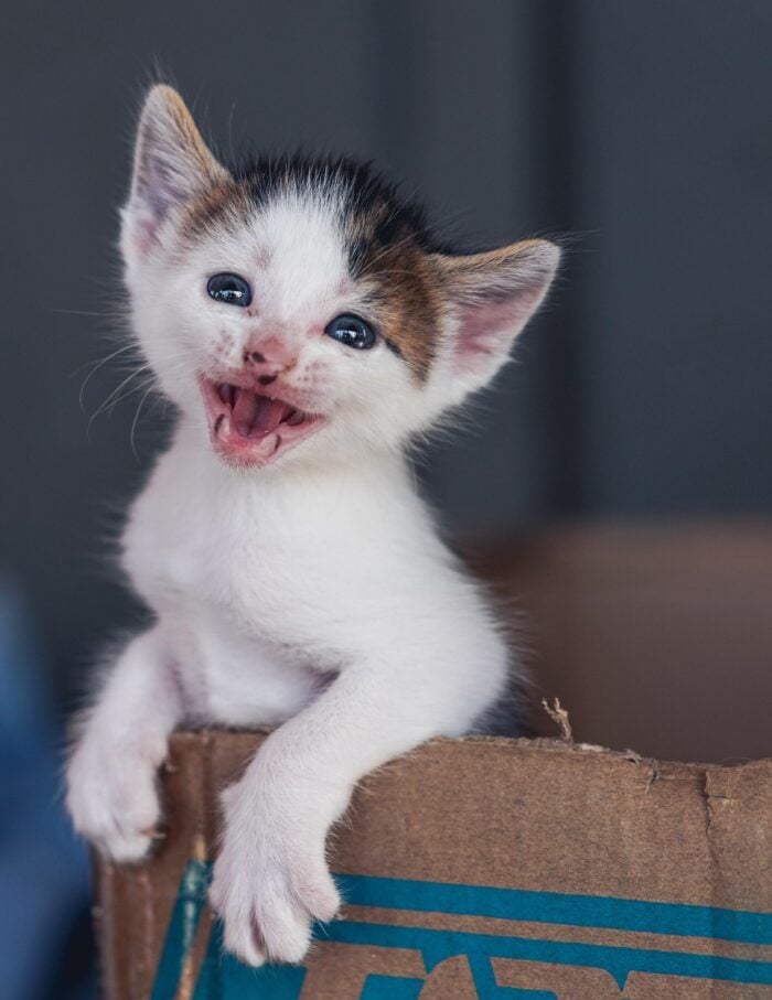 Gato miando muito: o que pode ser? 1 Especial PET pixabay