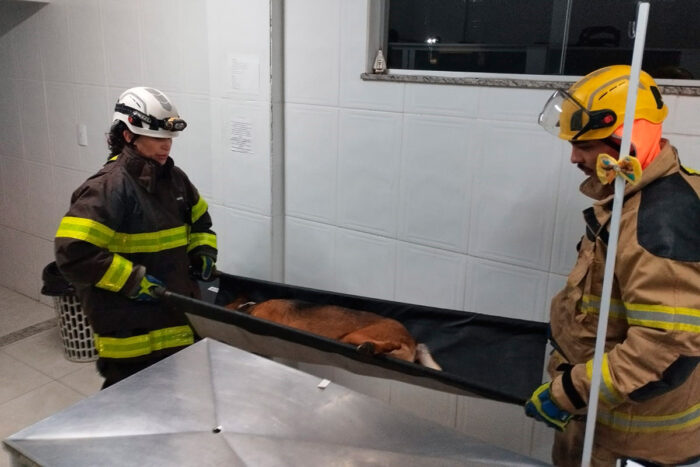 Cadela ferida é resgatada após pular muro em Barbacena