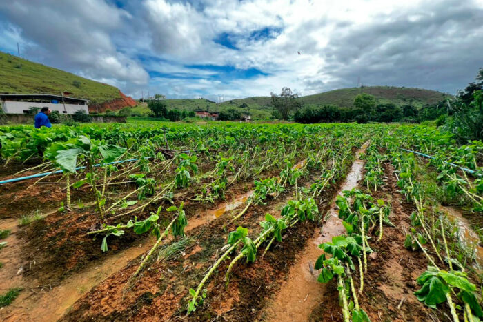 Chuvas prejudicam cultivo e afetam mais de cem produtores rurais em Juiz de Fora 1 produtores rurais cultivo