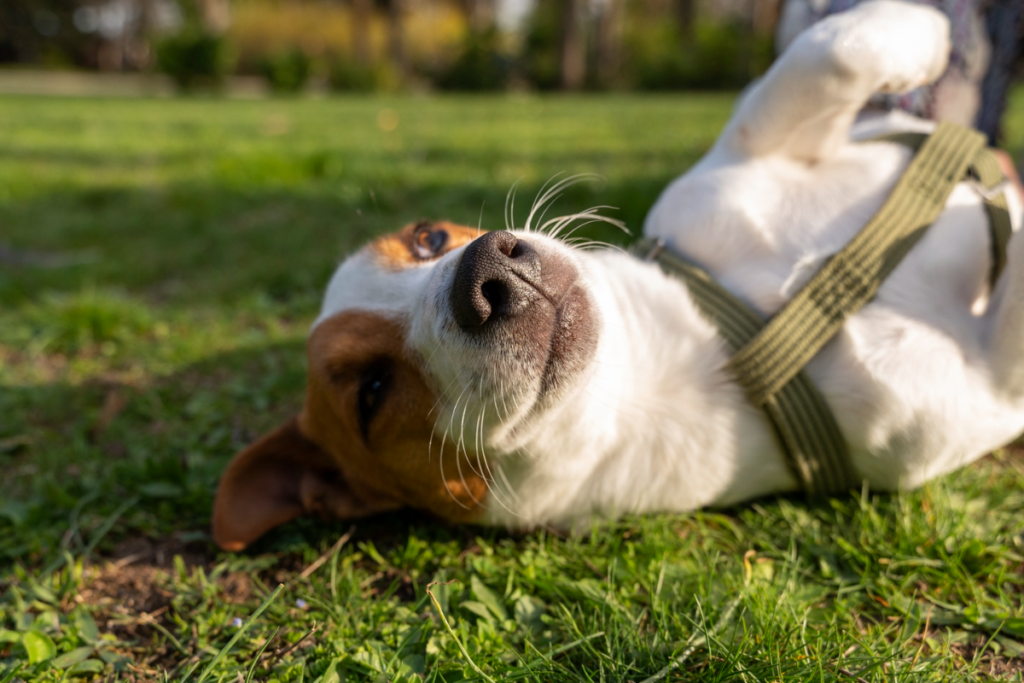 Cachorro sente cócegas? 2 cachorro cocegas 2 freepik