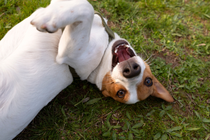 Cachorro sente cócegas? 1 cachorro cocegas freepik