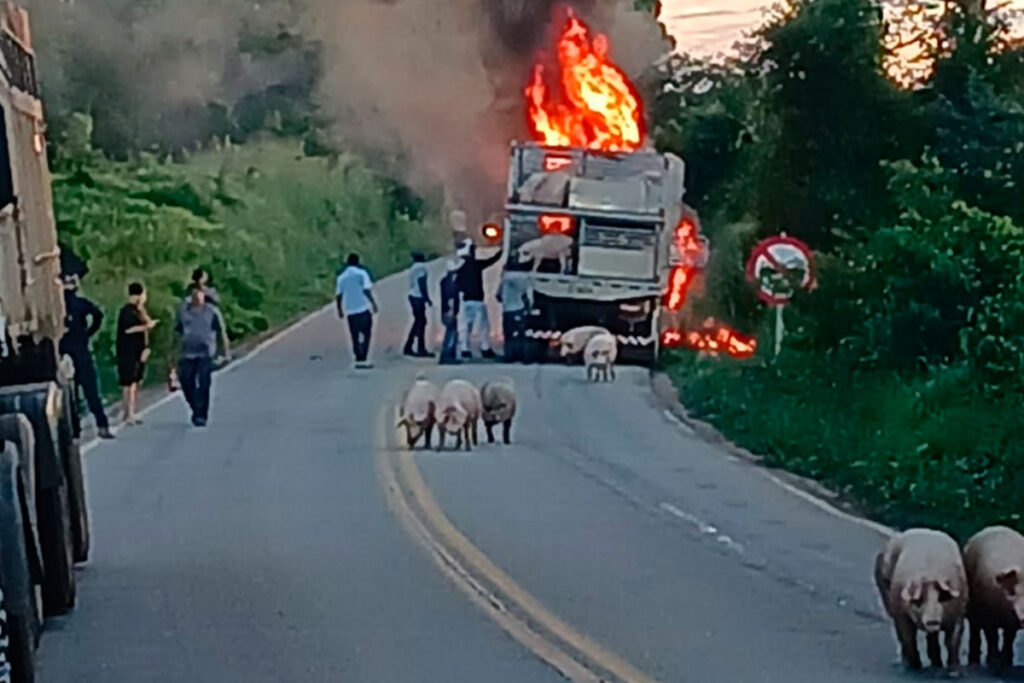 caminhao porcos fogo foto bombeiros
