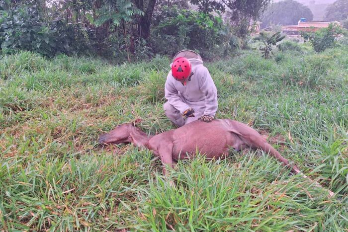 Abelhas matam dois equinos em ataque no centro de Ibertioga