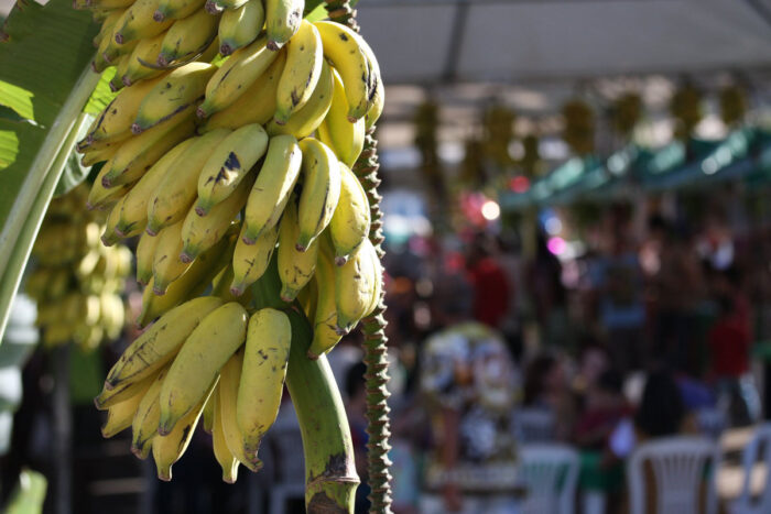 festivais fruta