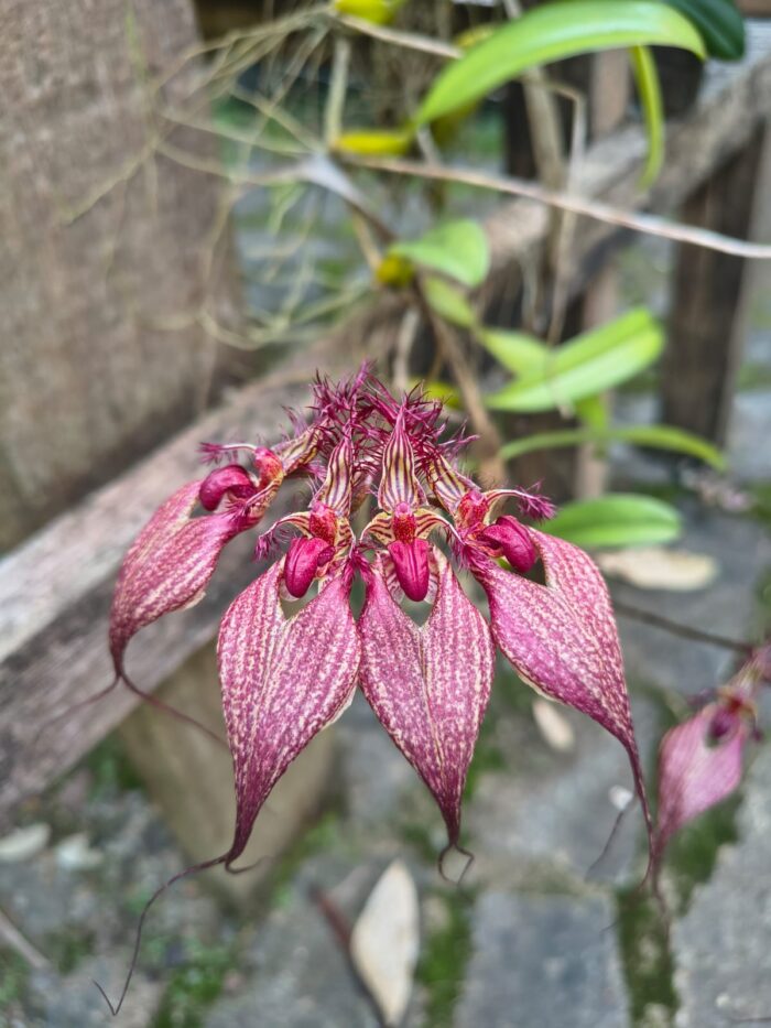 II BIOSFERA ORQUIDARIO JARDIM BOTANICO DA UFJF