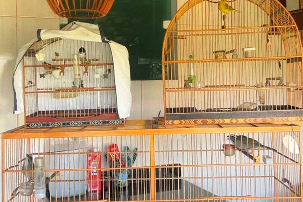 Homem é multado em R$ 11,6 mil por manter aves silvestres em cativeiro 1 Passaros silvestres PMMA