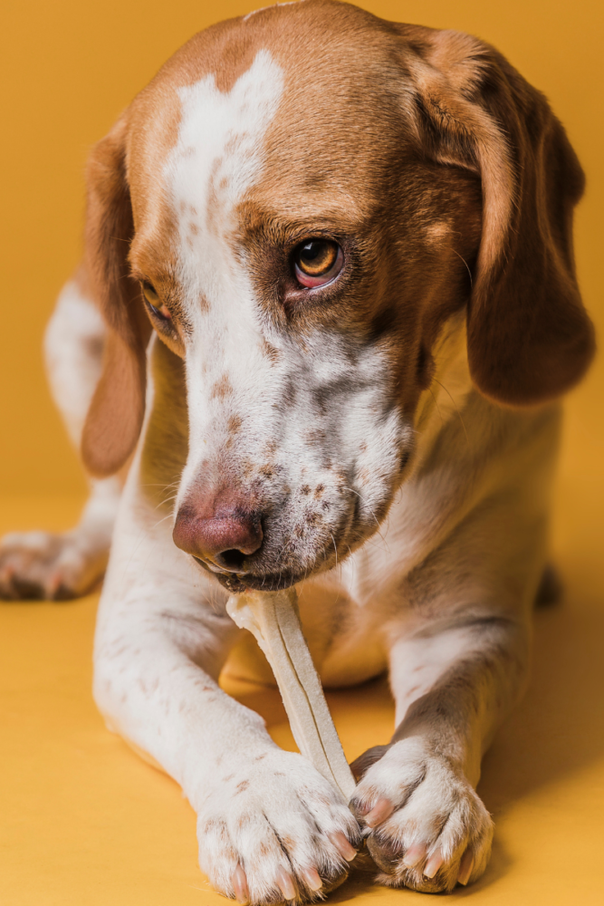 Osso para cachorro: 5 perigos de oferecê-lo ao animal 1 cachorro com osso V freepik
