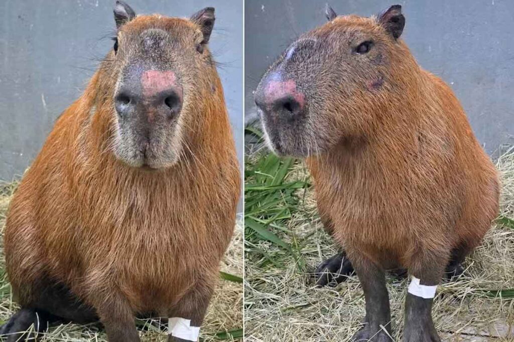 Seis homens são denunciados por crimes ambientais e maus-tratos após agressão a capivara no Rio