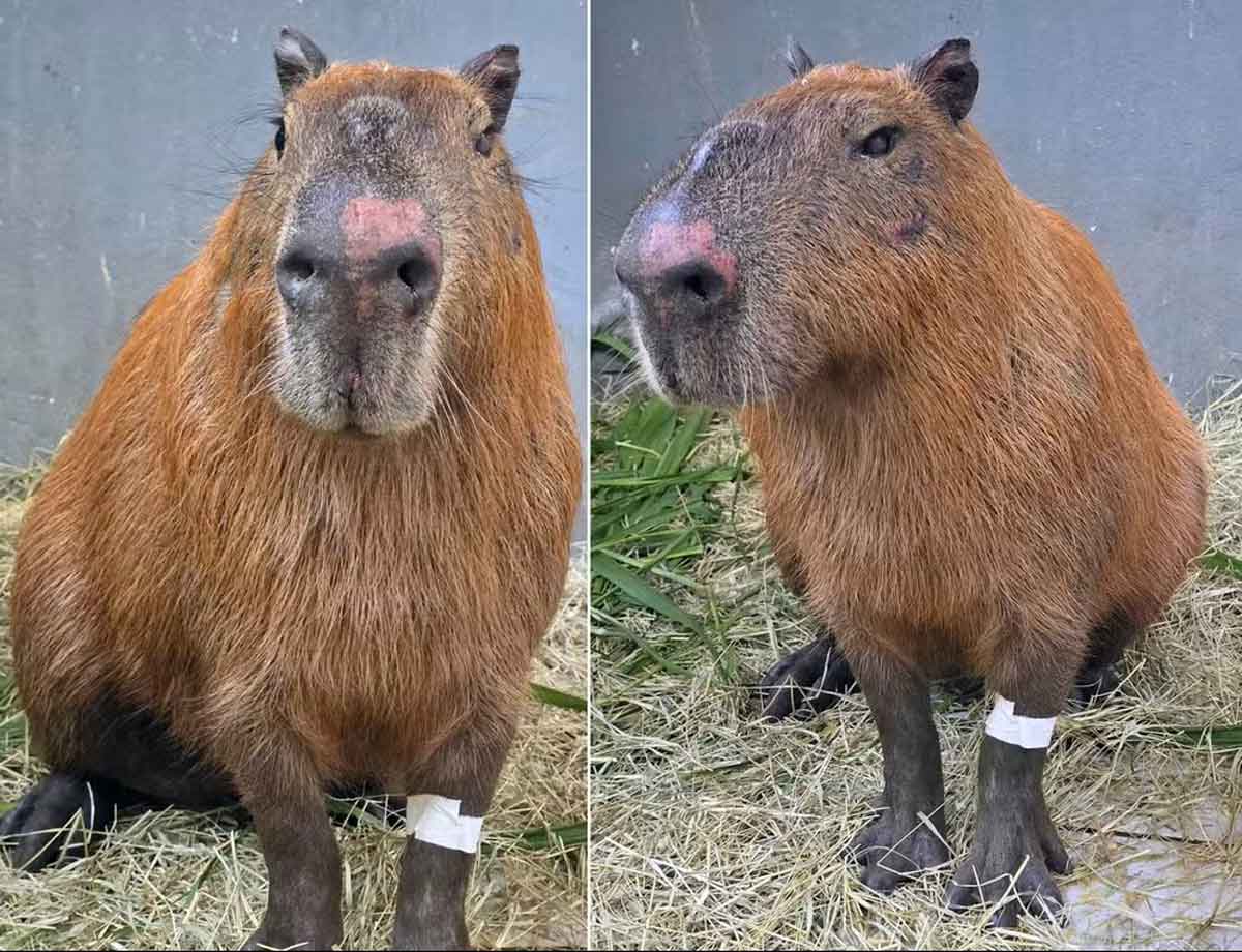 Seis homens são denunciados por crimes ambientais e maus-tratos após agressão a capivara no Rio 2 Seis homens são denunciados por crimes ambientais e maus-tratos após agressão a capivara no Rio