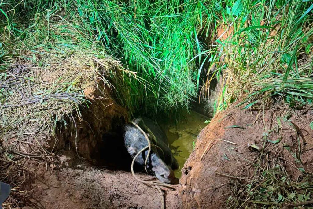Cavalo cai em buraco com água e é resgatado pelos Bombeiros