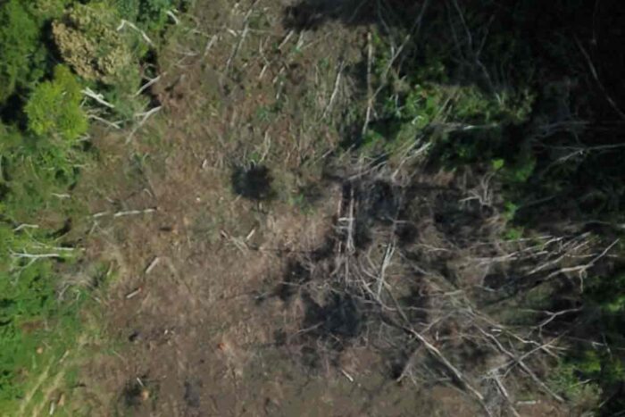 Homem é multado em mais de R$100 mil por desmatamento em área remanescente da Mata Atlântica 1 mata atlantica