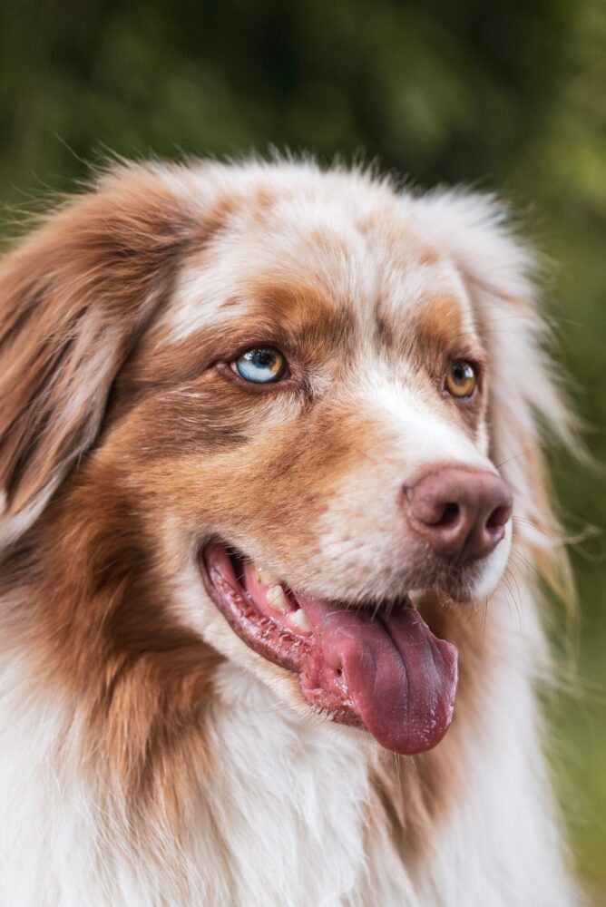 especial pet 1 pixabay