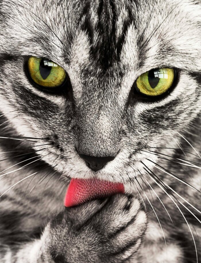 especial pet 3 pixabay