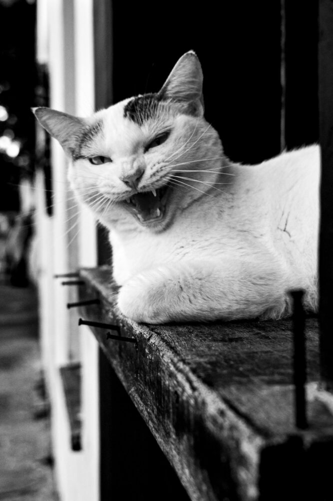 especial pet 4 pexels