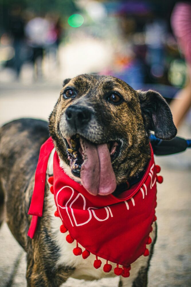 especial pet 5 pexels