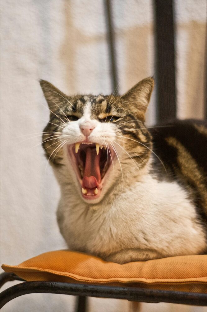 especial pet pexels