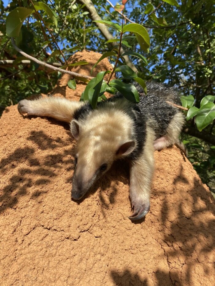 Filhote de tamanduá-mirim resgatado após atropelamento da mãe é reinserido à natureza em Minas 2 filhote
