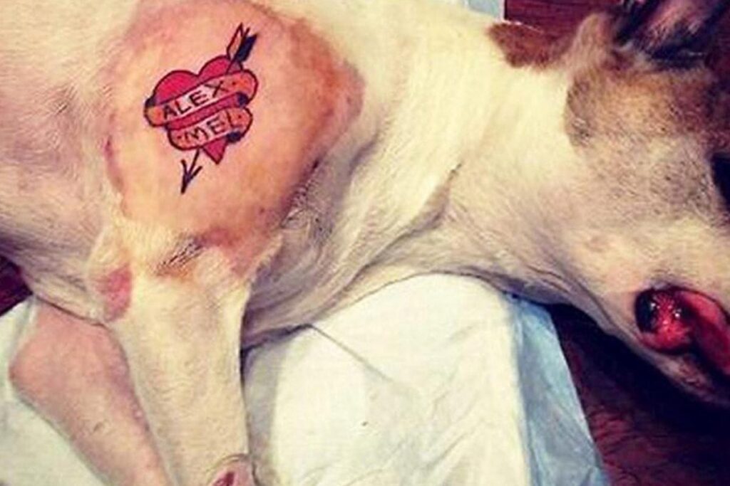 ALMG aprova proibição de tatuagens e piercings em animais