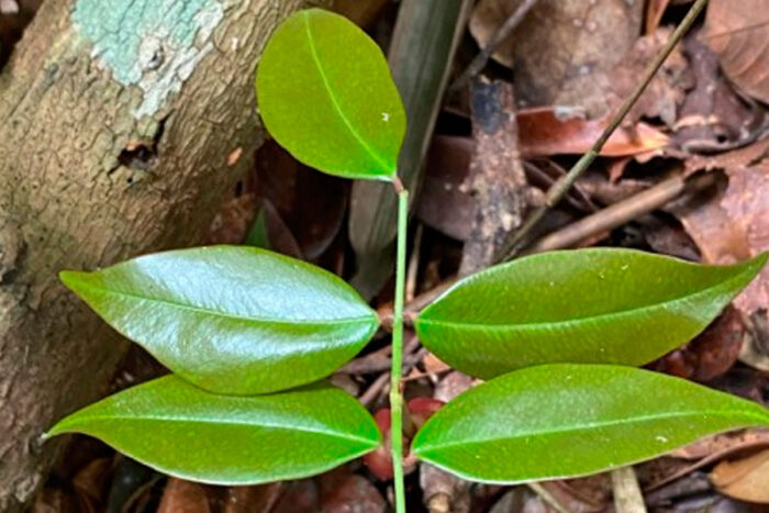 Estudo identifica ação de planta medicinal contra vírus da Covid-19 1 planta medicinal covid imagem Geovane Siqueira iNaturalist