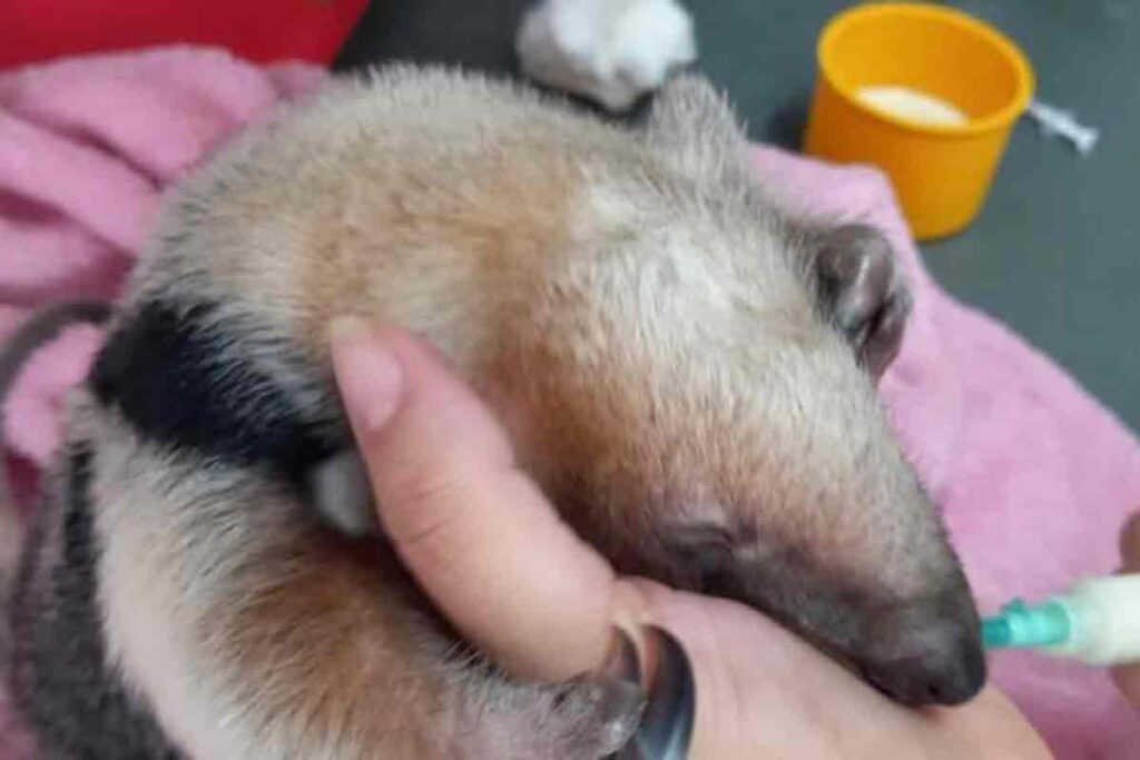 Filhote de tamanduá-mirim resgatado após atropelamento da mãe é reinserido à natureza em Minas 3 filhote