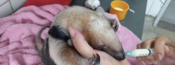 Filhote de tamanduá-mirim resgatado após atropelamento da mãe é reinserido à natureza em Minas 1 tamandua Divulgacao Cetras Divinopolis 2