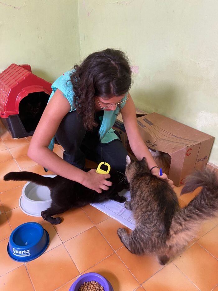 Casa dos Gatos 2