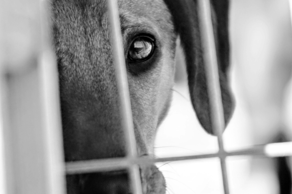 Homem que mantinha quatro cães presos em varanda é condenado por maus-tratos 1 Design sem nome 1