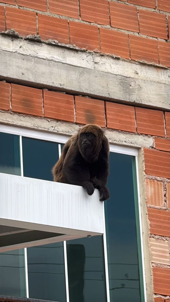 Novo morador de Benfica, macaco bugio altera a rotina da vizinhança e alerta para riscos 2 WhatsApp Image 2026 05 04 at 18.24.15