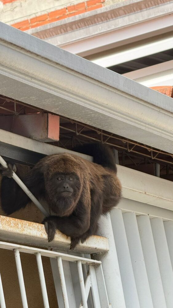 Novo morador de Benfica, macaco bugio altera a rotina da vizinhança e alerta para riscos 1 WhatsApp Image 2026 05 04 at 18.24.16