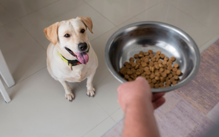 cachorro sem comer 1
