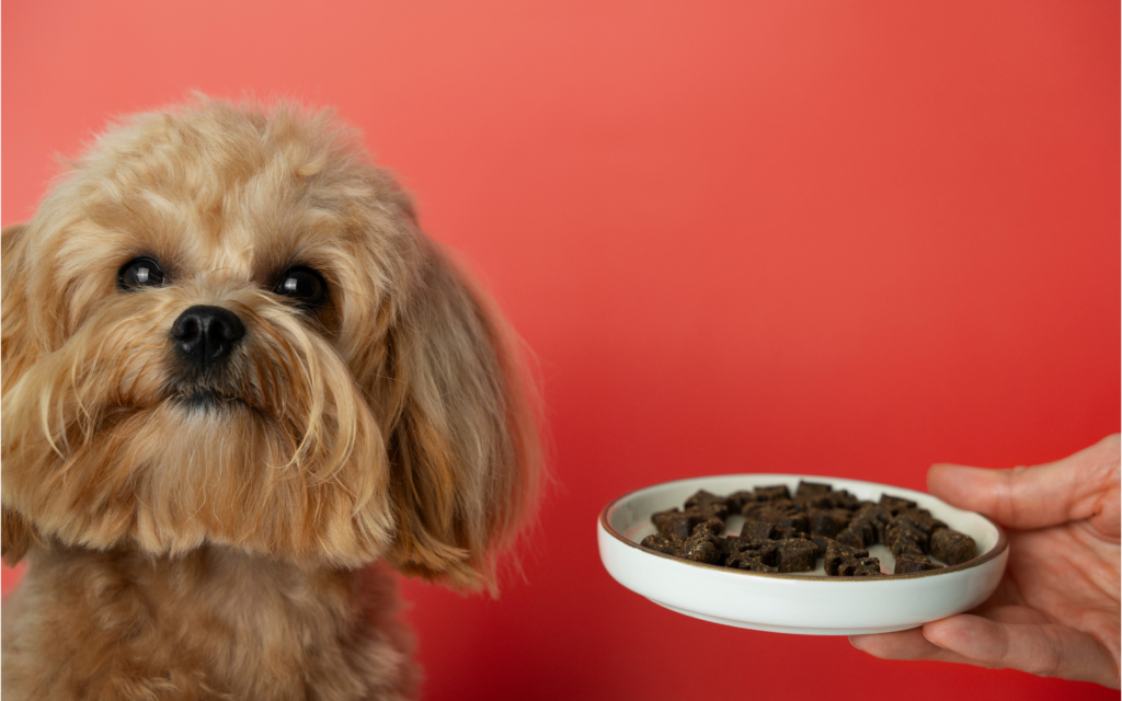 Cachorro sem comer? Confira 6 dicas para estimular o apetite do pet 2 cachorro sem comer 2