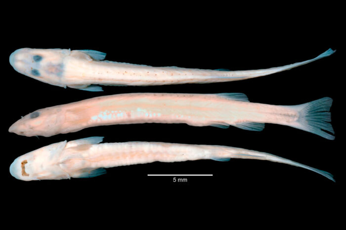 candiru peixe vampiro foto ufv divulgacao