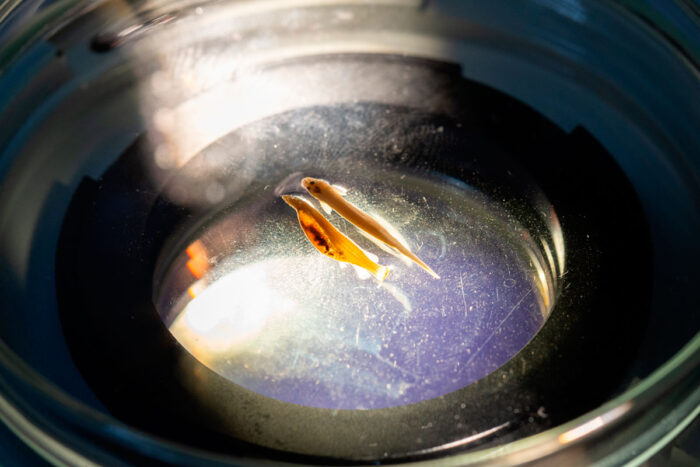 candiru peixe vampiro foto ufv divulgacao2