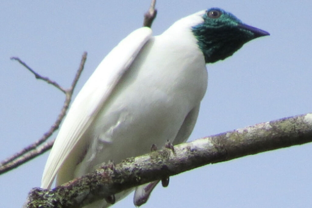 Minas abre consulta para mapear espécies ameaçadas de extinção 1 especies extincao Marcelo Vasconcelos Semad Divulgacao