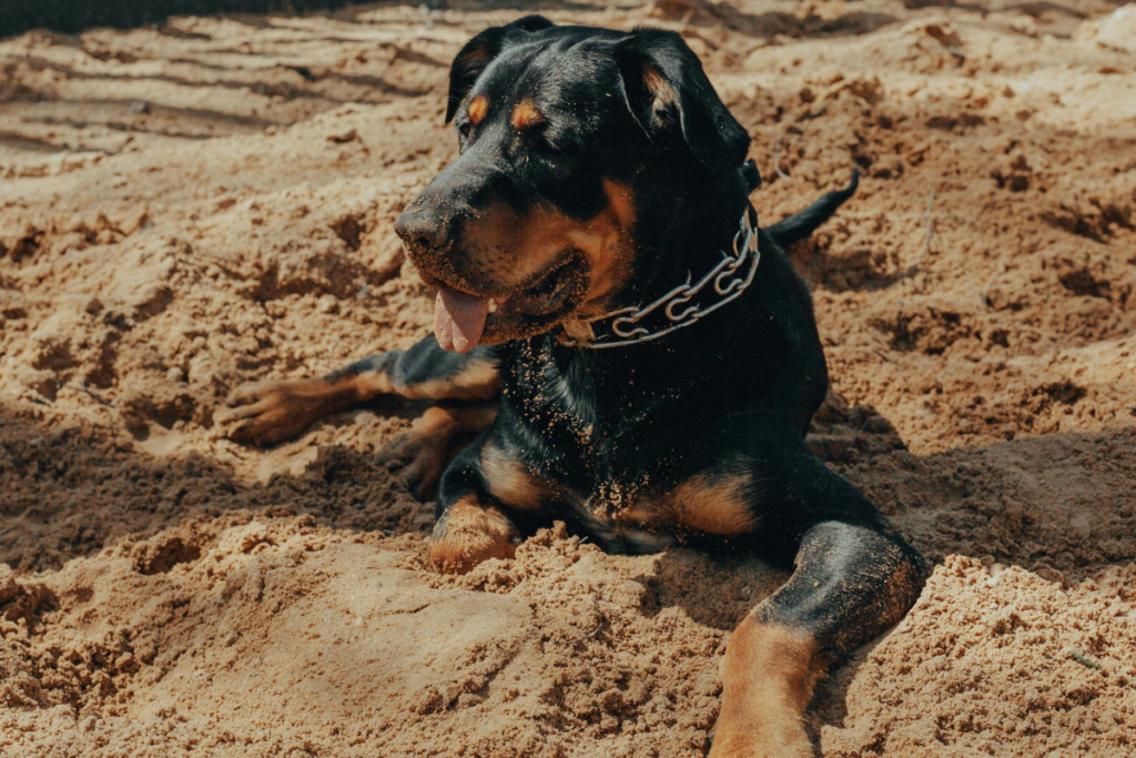 Homem morre após pular muro de obra e ser atacado por cães rottweiler 1 fotos 6