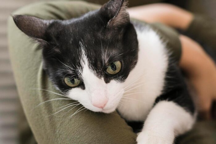 Clínica veterinária deve indenizar tutora de gato por diagnóstico errado 1 Clínica veterinária deve indenizar tutora de gato por diagnóstico errado