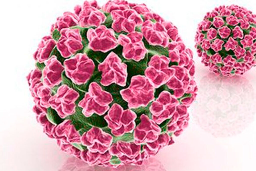 Vacina em estudo mostra eficácia contra cânceres associados ao HPV 1 hpv virus reproducao jornal da usp
