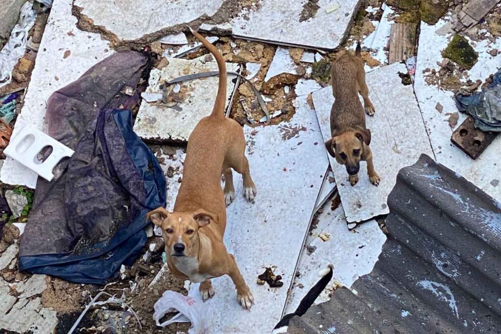 Oito cães são resgatados em situação de maus-tratos em Juiz de Fora