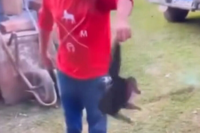 Vídeo de maus-tratos a gato leva à identificação de suspeitos na região
