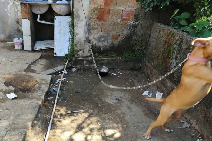 Homem é preso por maus-tratos a cão 1 Homem é preso por maus-tratos a cão