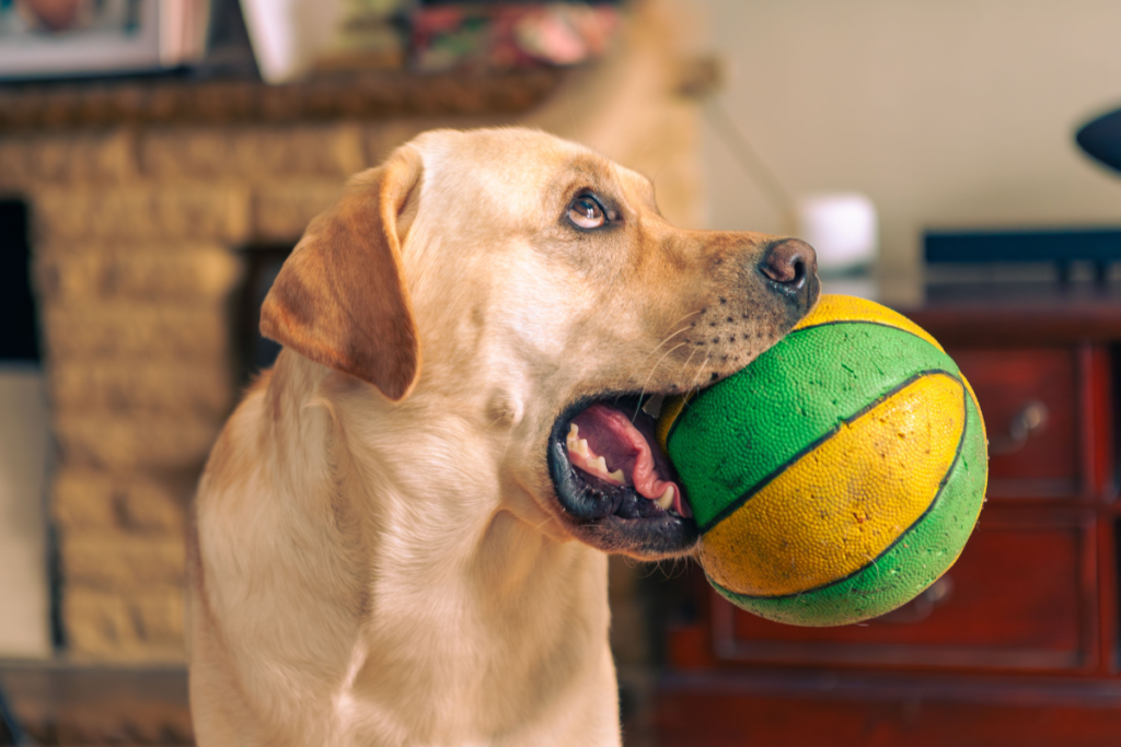 Seleção Brasileira: 13 nomes para cachorro inspirados nos maiores jogadores 2 nomes da selecao pexels