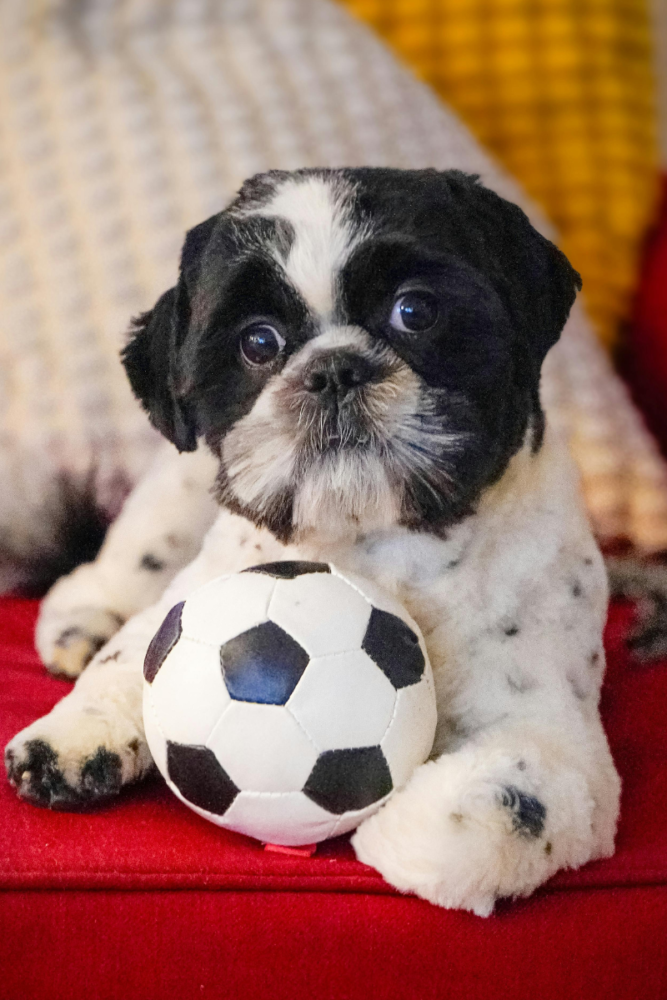 nomes selecao cachorro